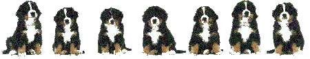 pup_bw09.gif (21181 bytes)