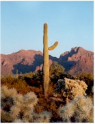 Arizona_landscape_mini.jpg (10362 bytes)